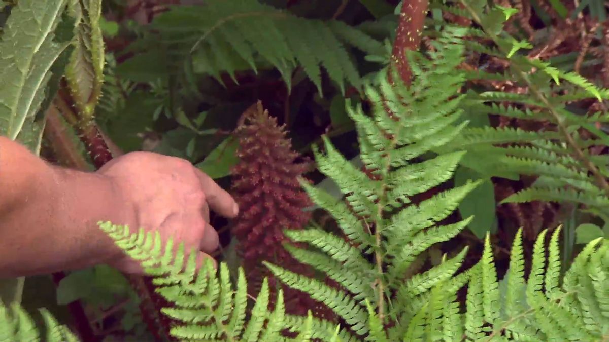 deco 696 jardineria plantas vivaces hoja grande gunnera cono floral