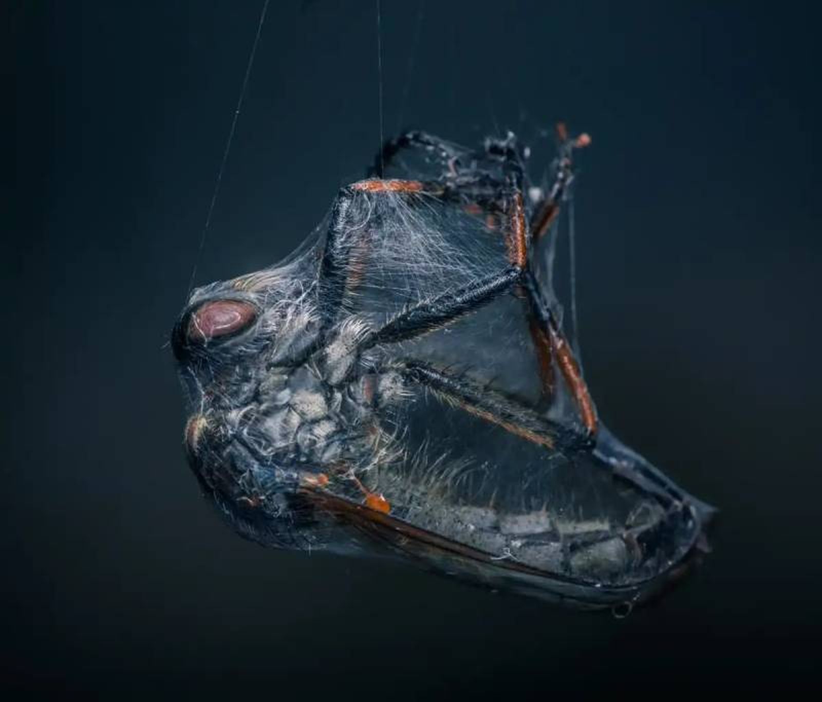 Caza silenciosa: World Nature Photographer Awards