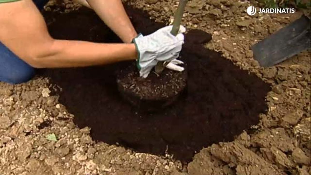 plantacion del arbol del amor brico 468 jardinatis