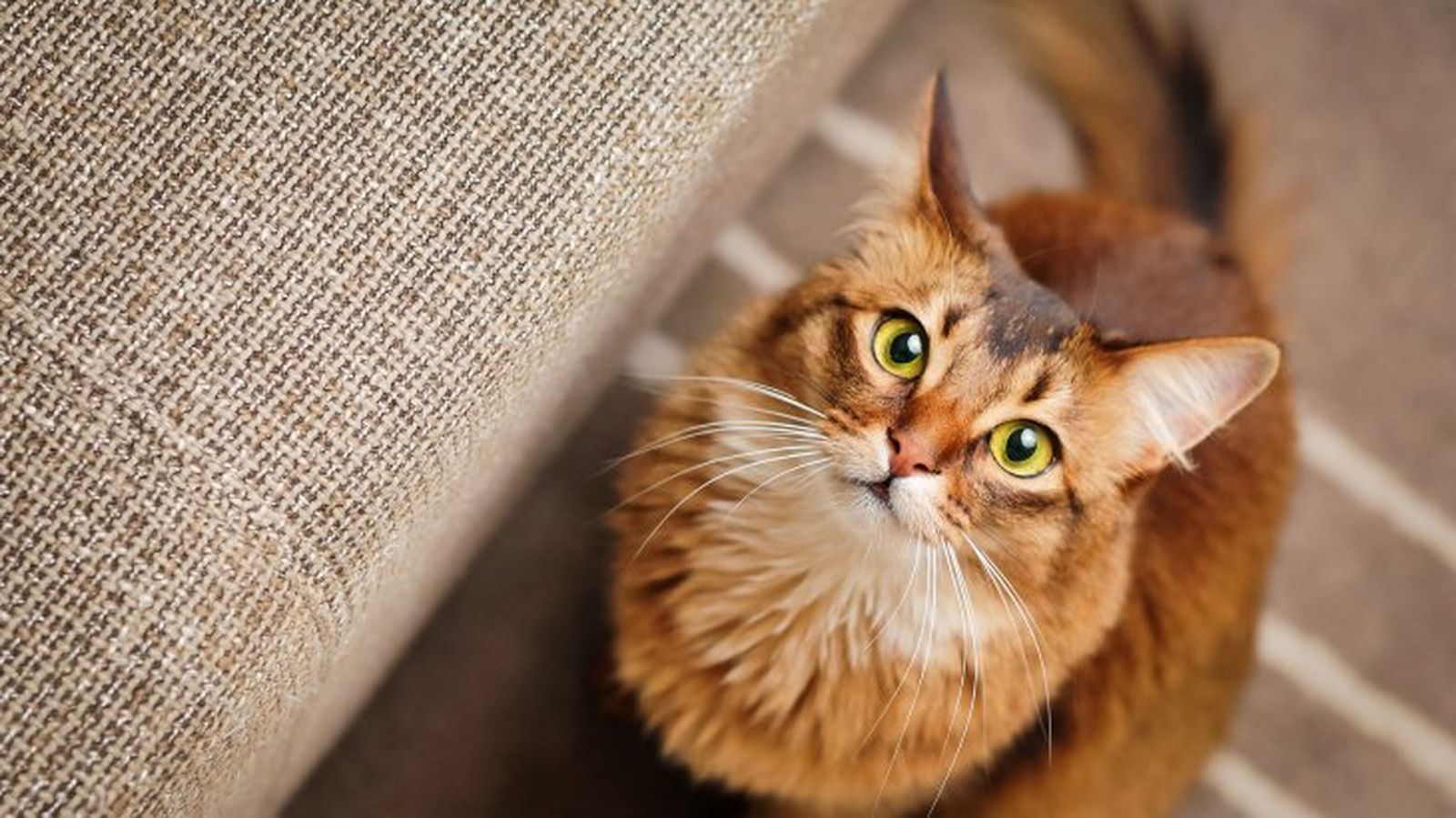 cuidados de los ojos de un gato 2