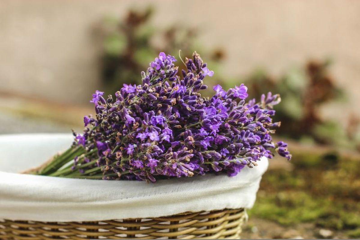 Lavanda