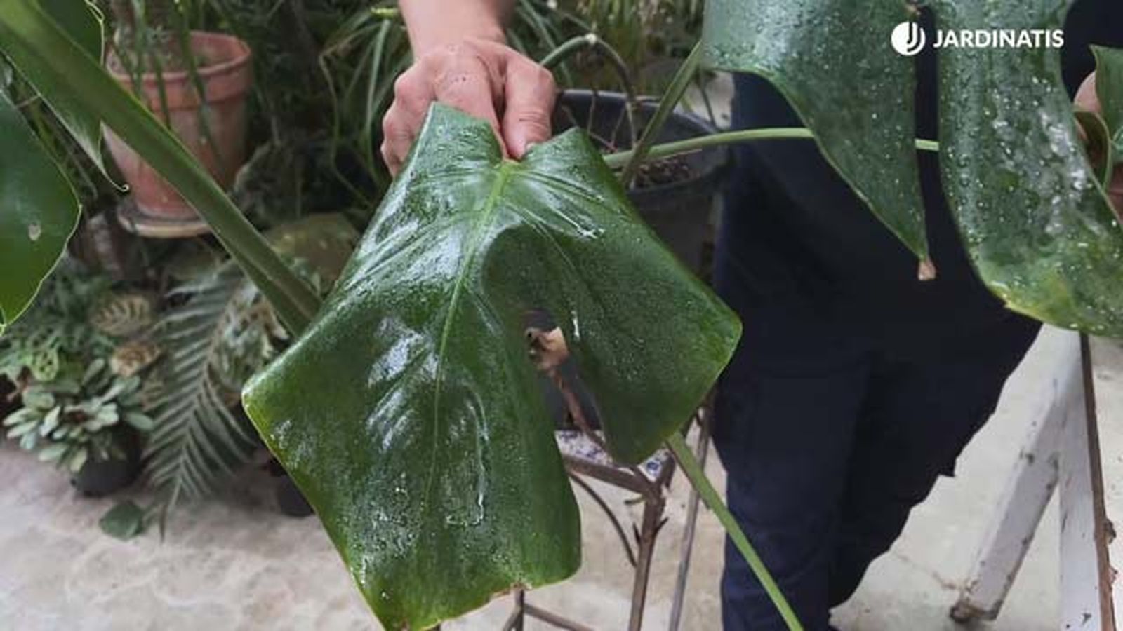 variedad costilla adan de hoja grande sin los caracteristicos orificios jardinatis variedad costilla adan de hoja grande sin los caracteristicos orificios jardinatis
