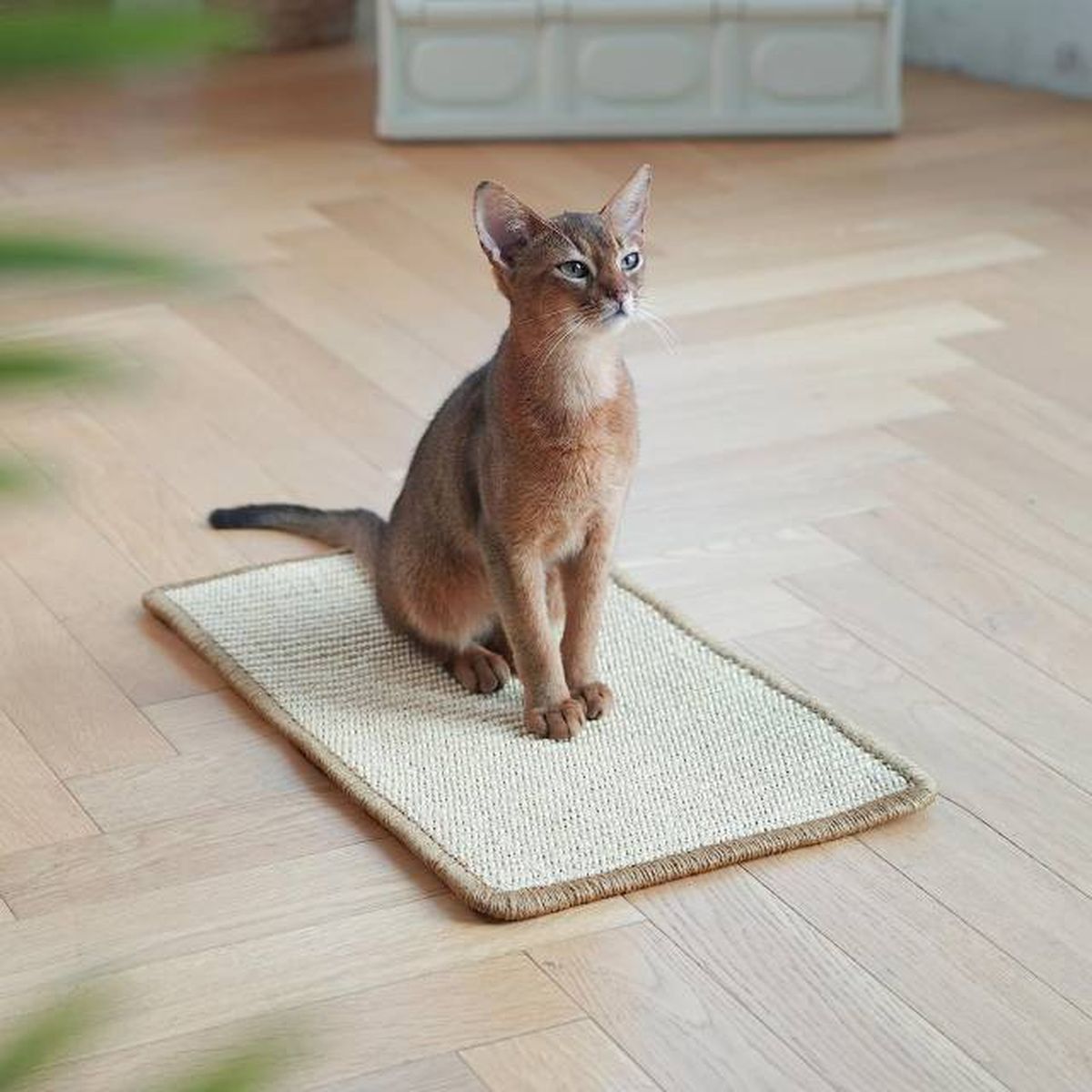 productos para gatos mas vendidos amazon alfombra rascador