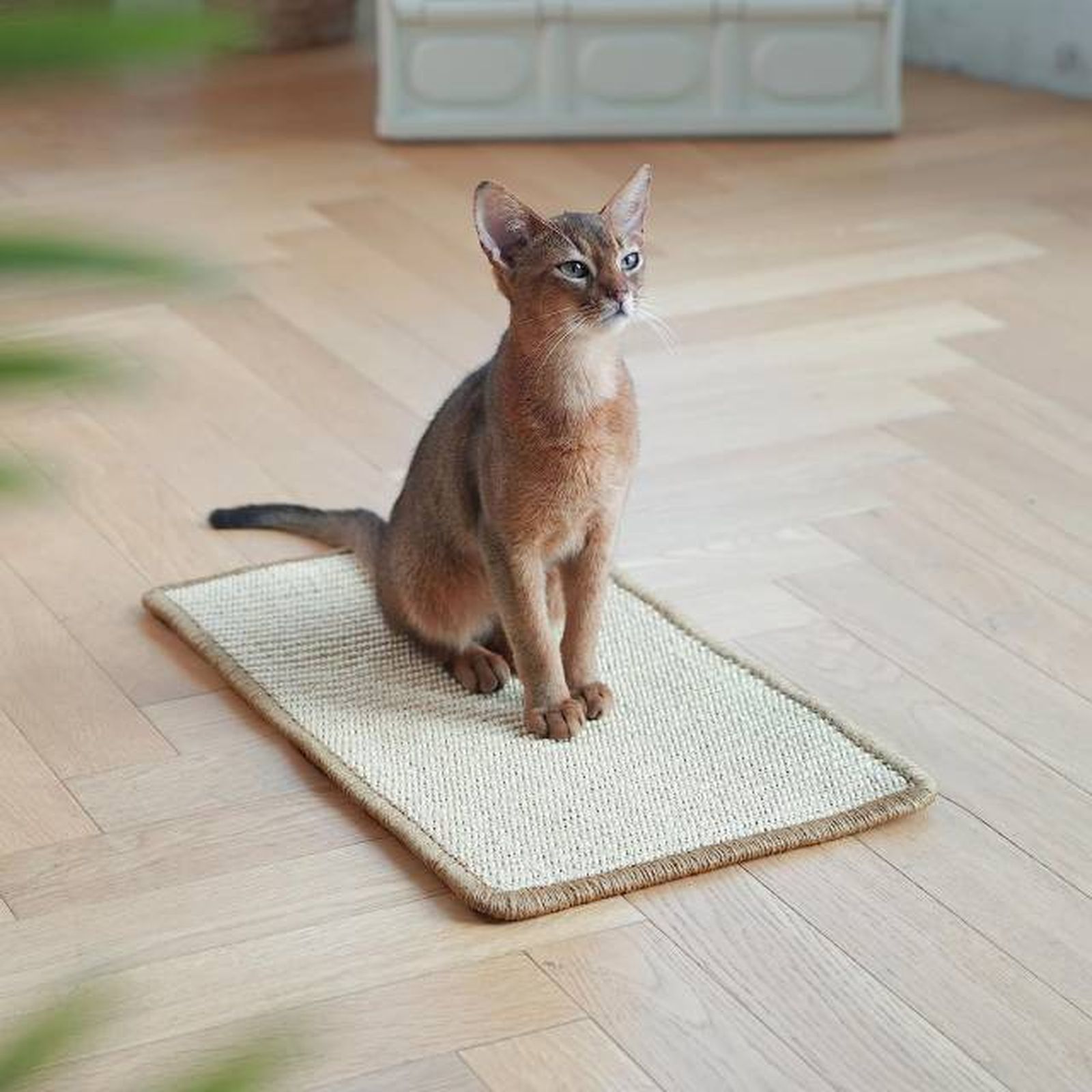 productos para gatos mas vendidos amazon alfombra rascador productos para gatos mas vendidos amazon alfombra rascador