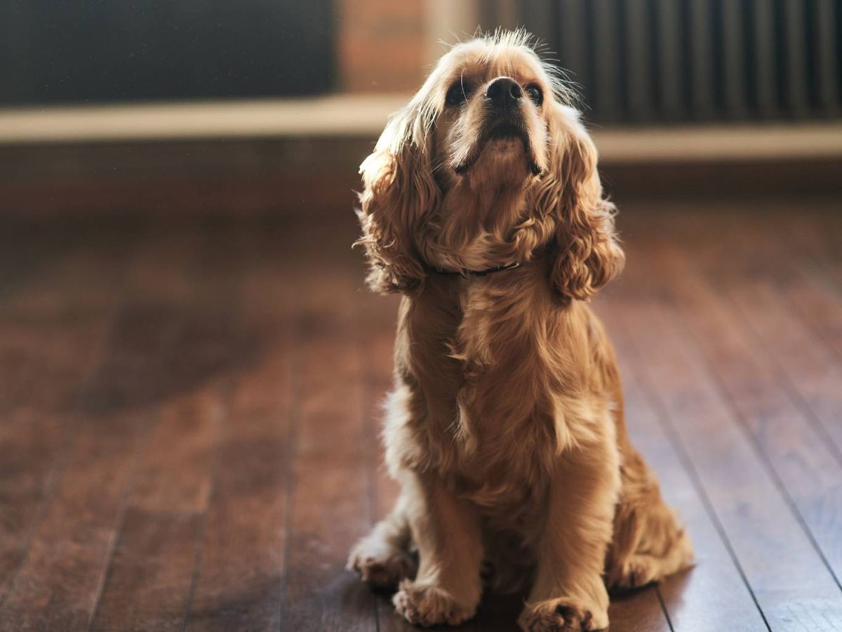 La variante americana ha sido creada principalmente como perro de compañía.
