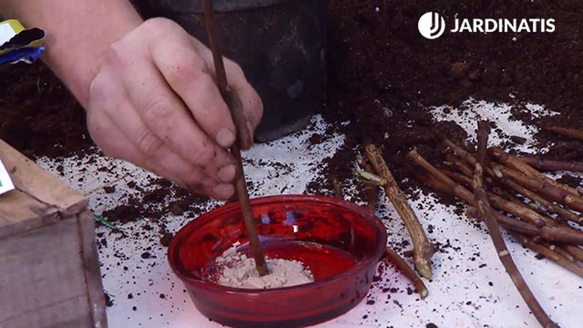 decogarden 645 esquejes hortensias rosales hormona enraizamiento