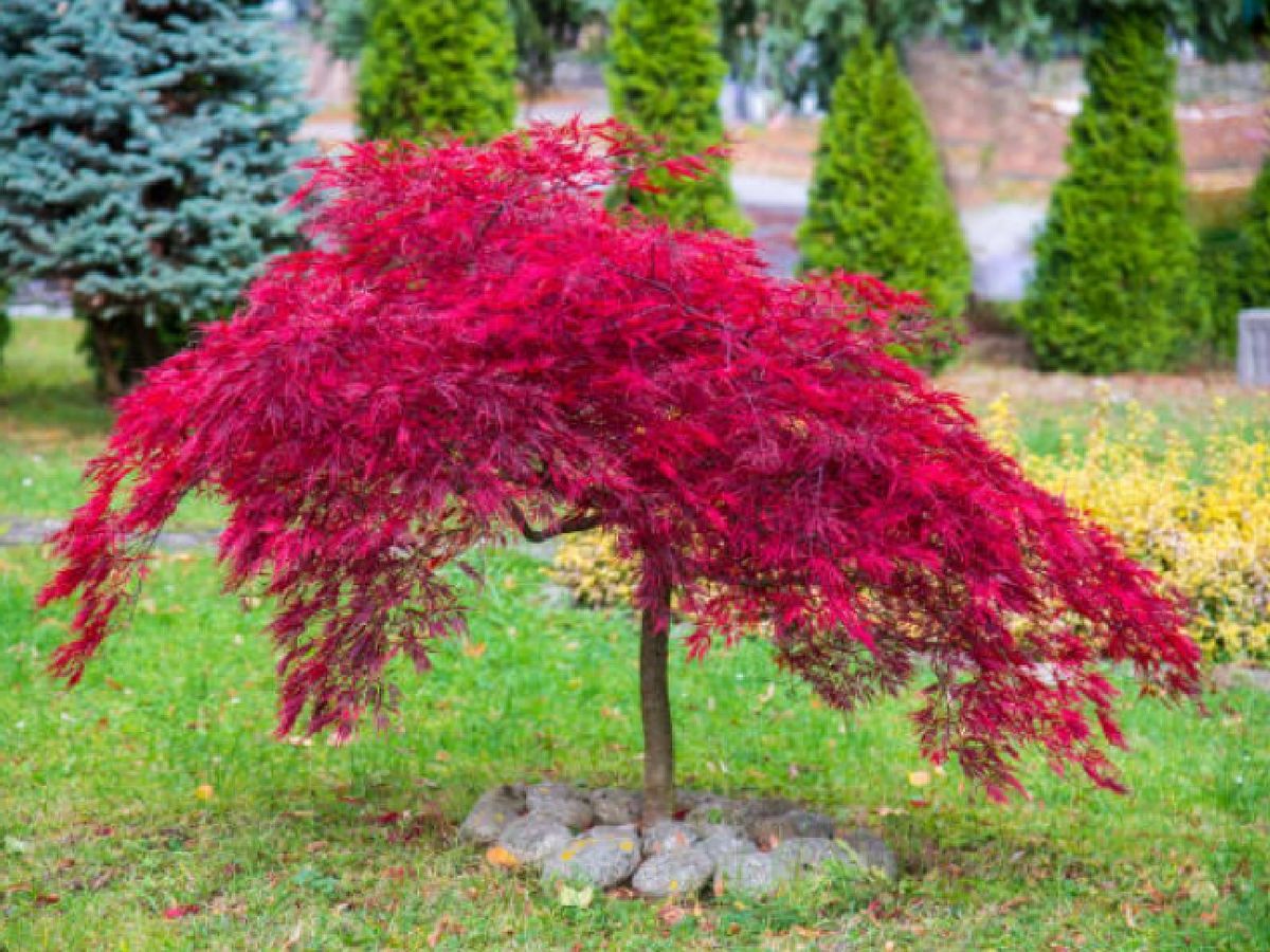 Arce rojo