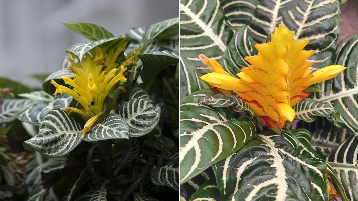 inflorescencias amarillas de planta aphelandra squarrosa