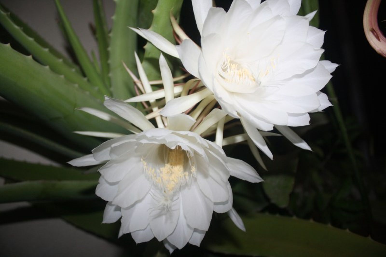 Saussurea obvallata Saussurea obvallata