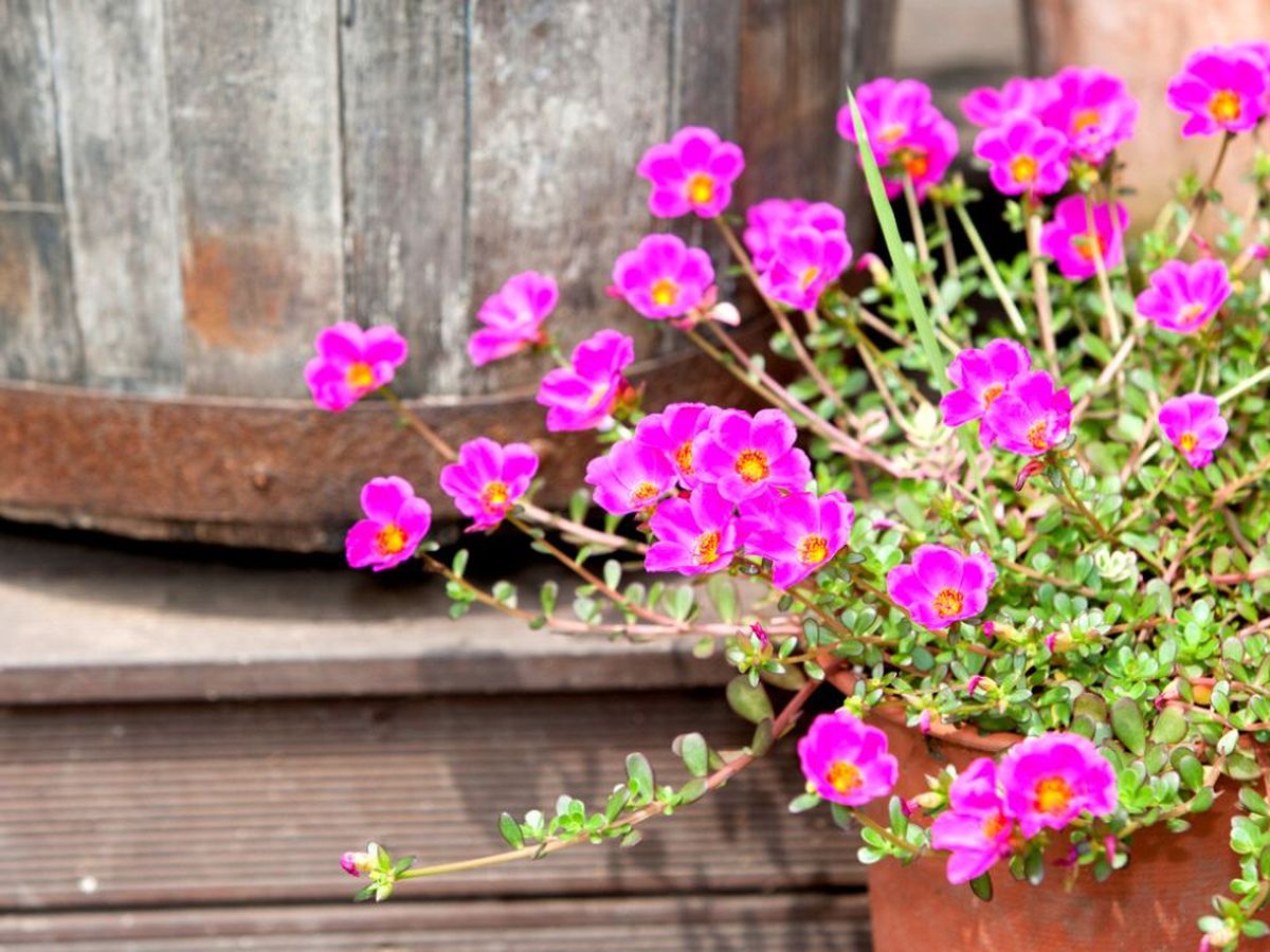 Cuidados de la potulaca portulaca grandiflora