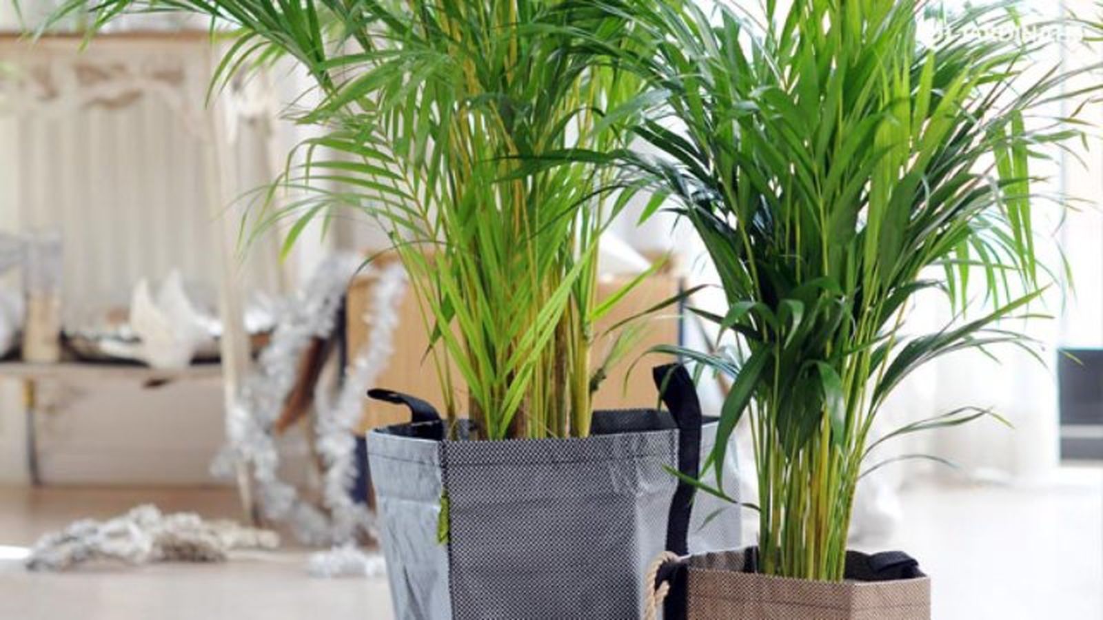 Areca. Areca.