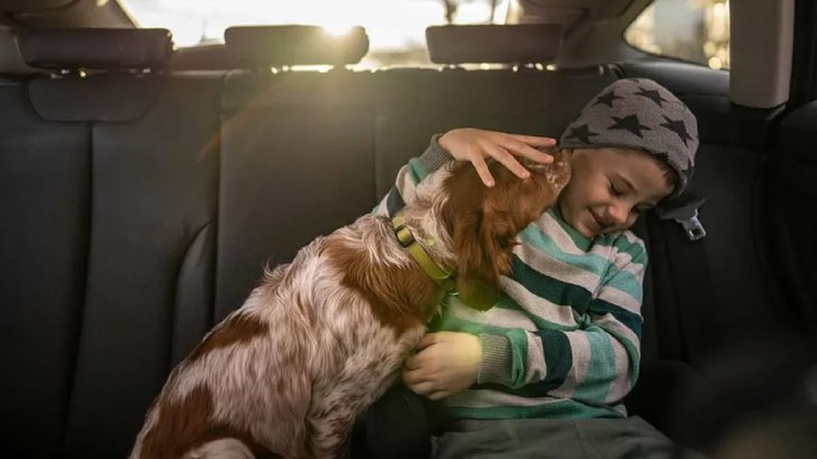 como llevar al perro en coche 4 como llevar al perro en coche 4
