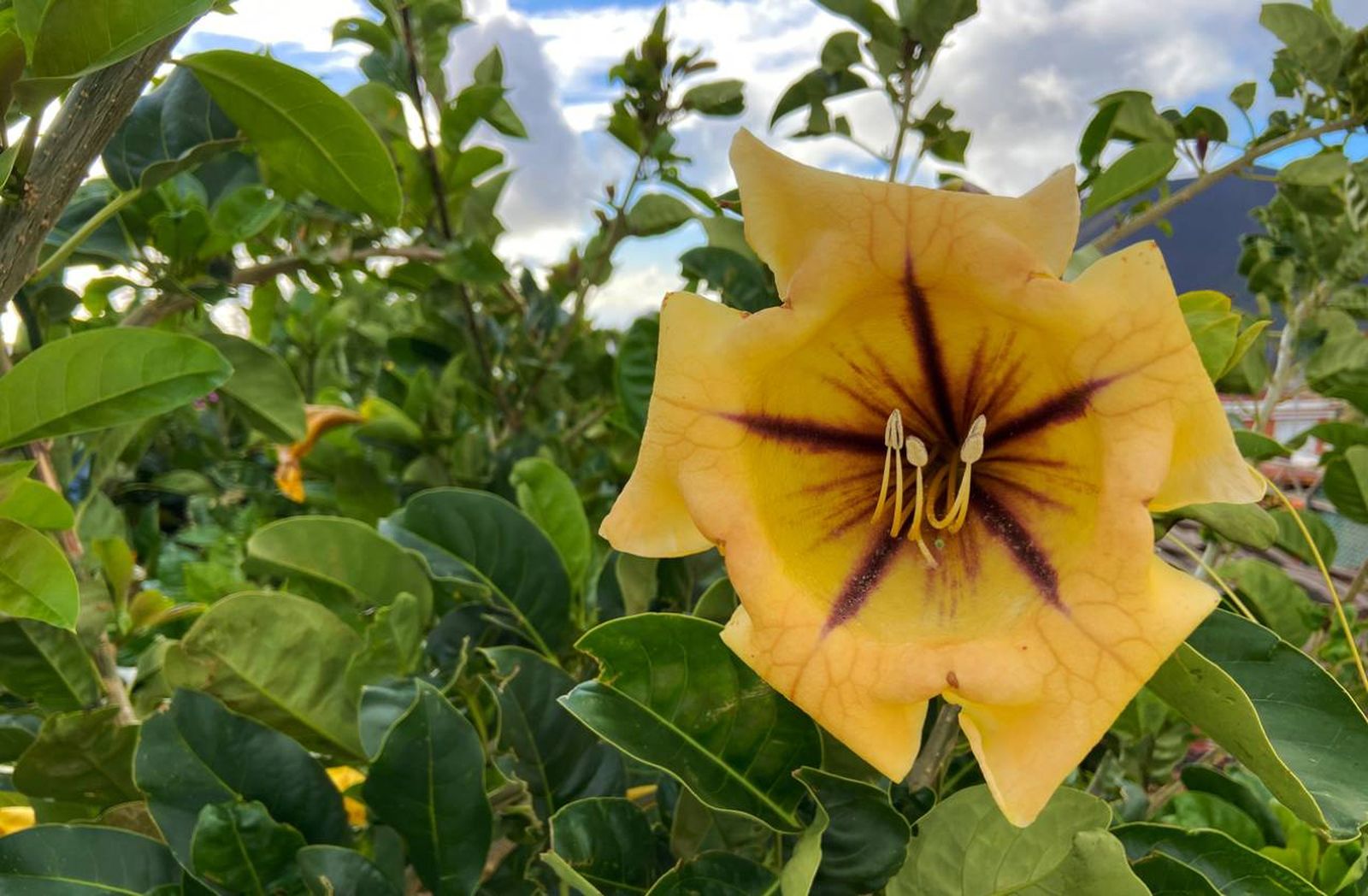 La Solandra maxima es una trepadora de crecimiento rápido.