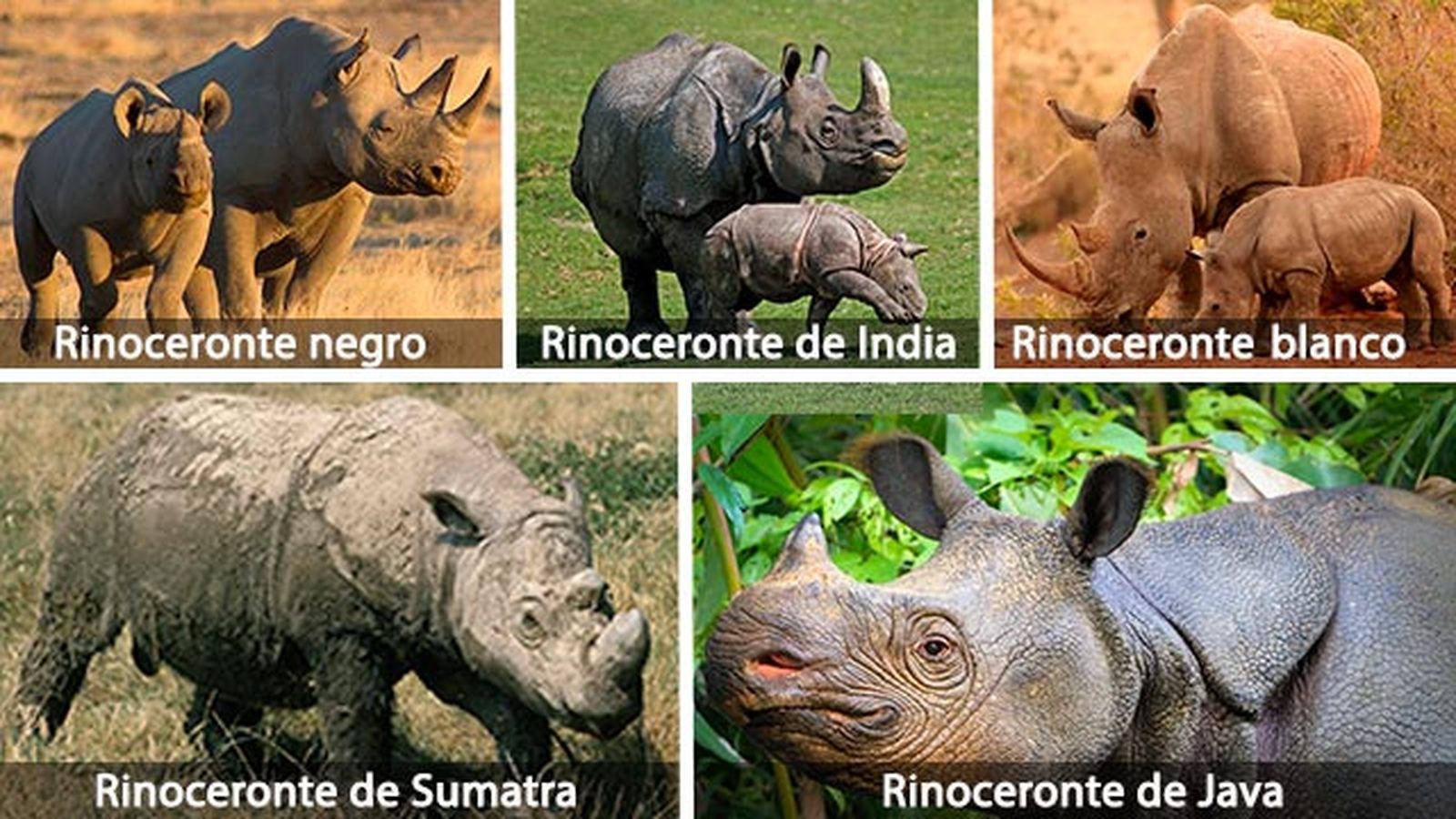 rinoceronte tipos 6 rinoceronte tipos 6