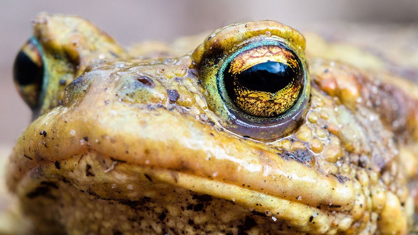 Sapo Bufo 2 Sapo Bufo 2