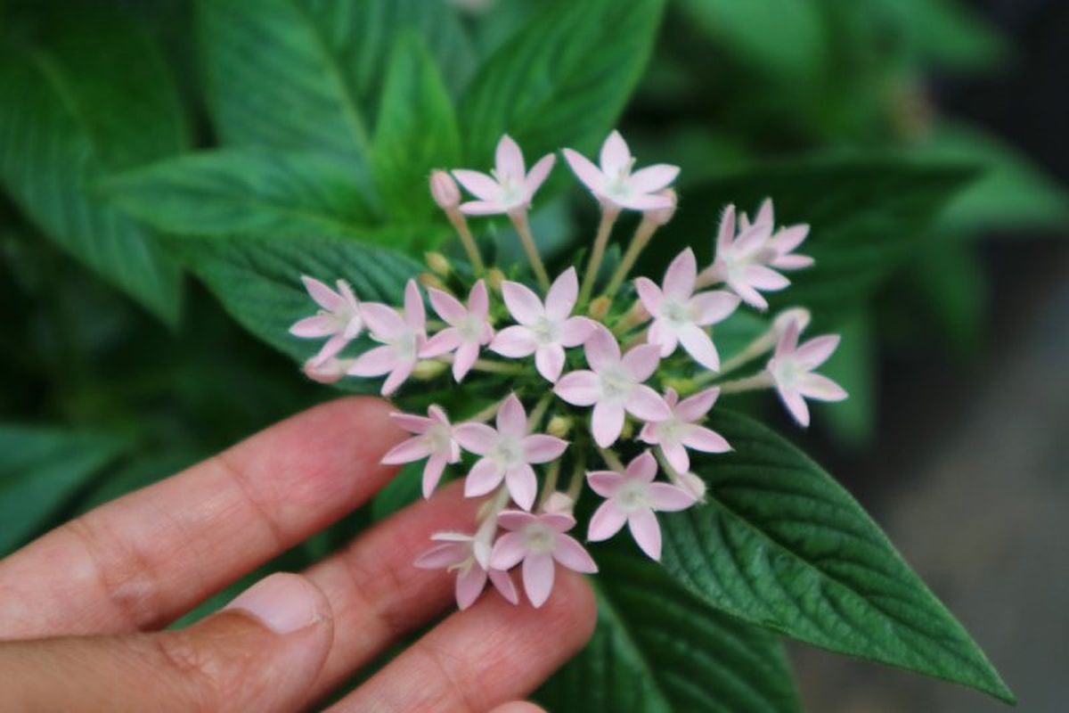Pentas lanceolata de flores blancas