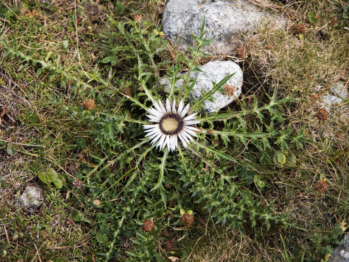 Crece en zonas de montaña.