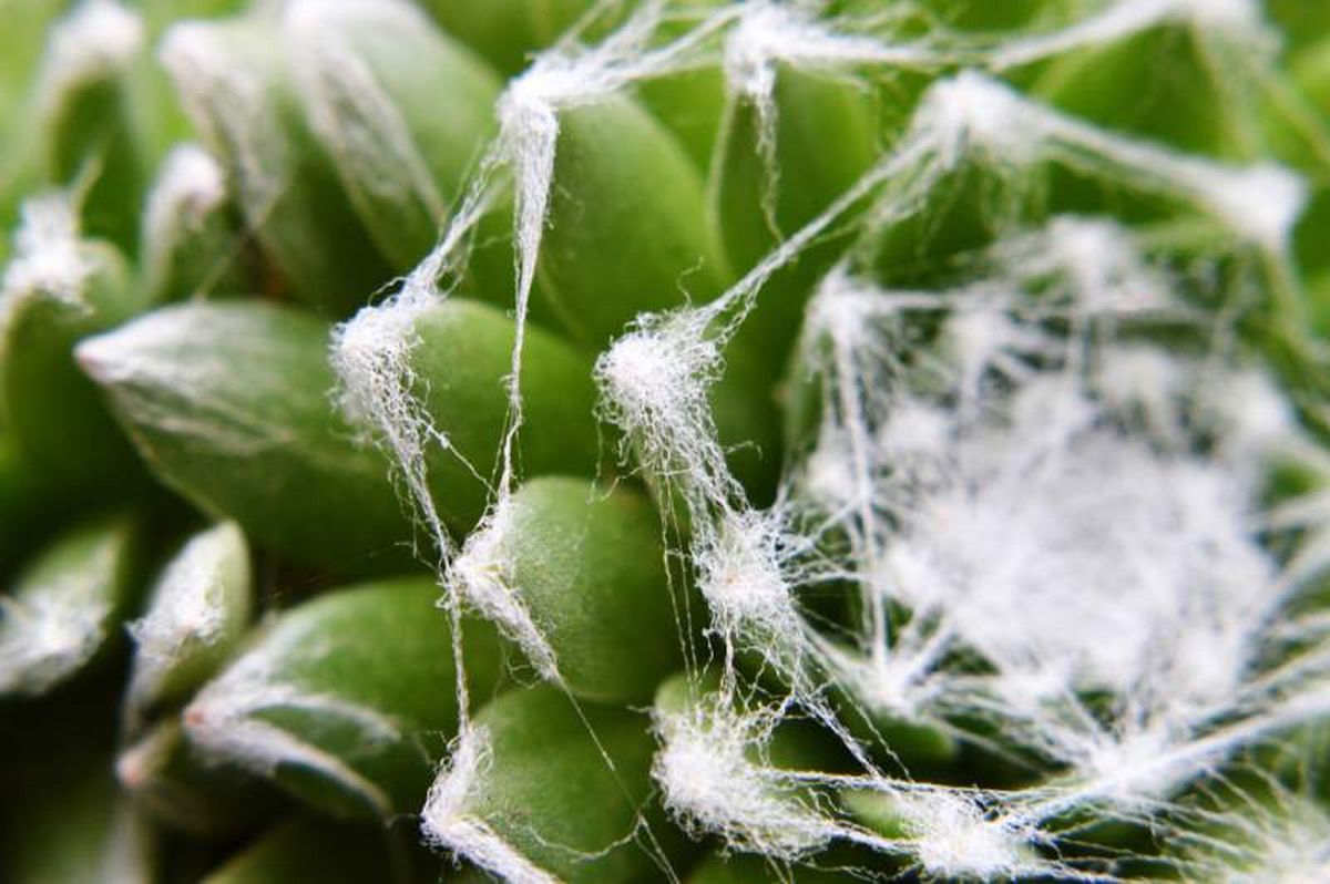 Sempervivum arachnoideum con sus característicos pelitos
