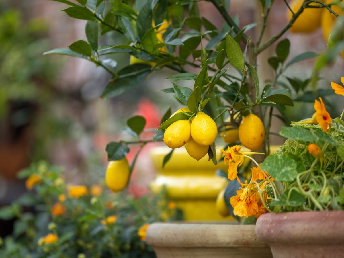 Un limonero en una maceta