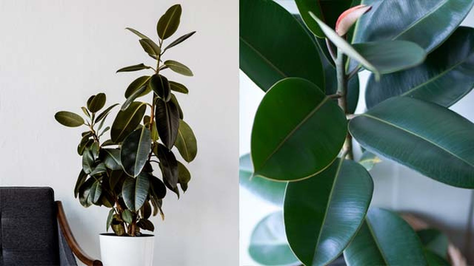 Ficus elástica. Ficus elástica.