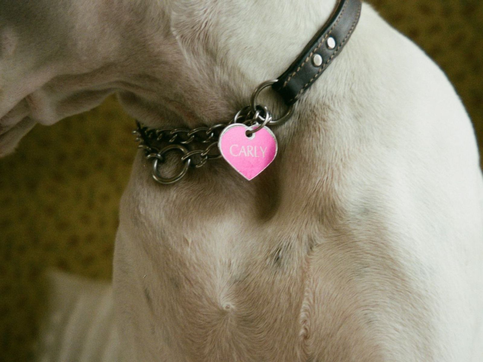 Collar de Carly