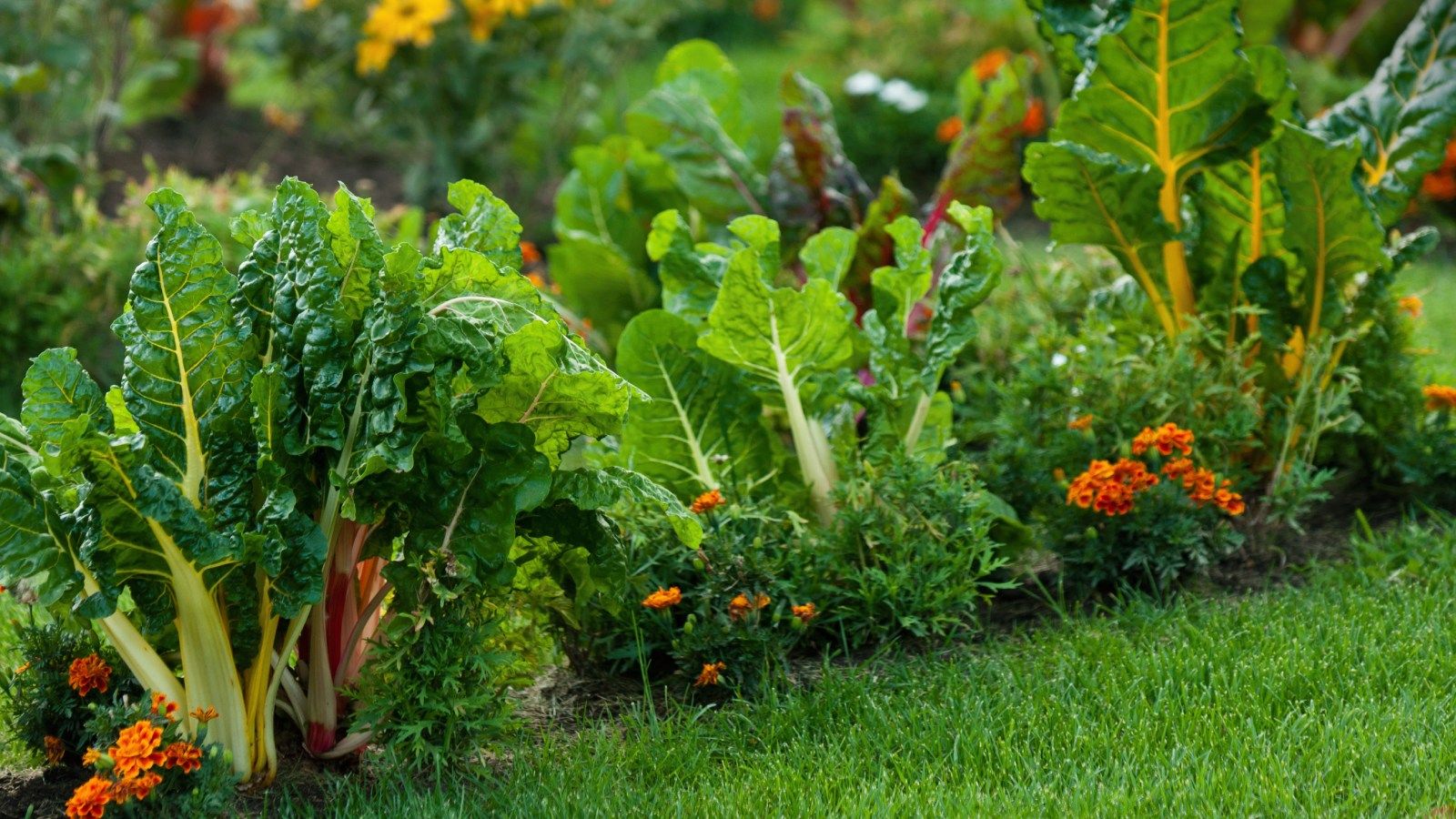 El paisajismo comestible es el arte de cultivar verduras El paisajismo comestible es el arte de cultivar verduras
