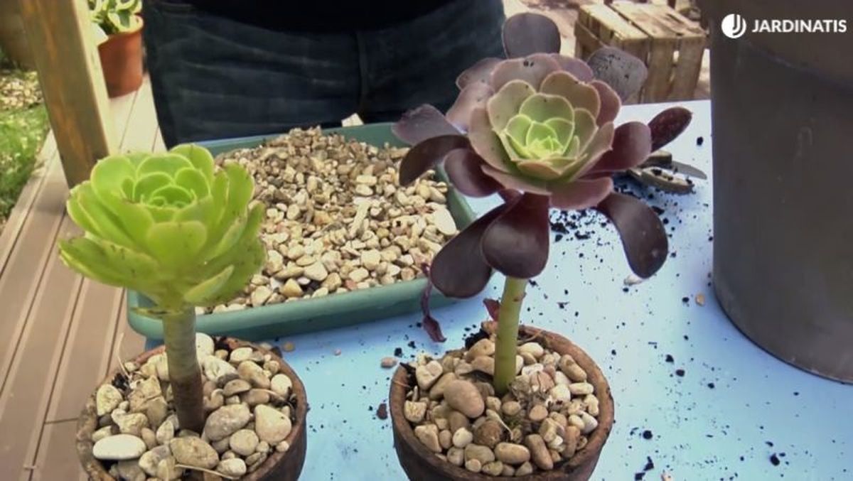 Es muy fácil propagarla mediante esquejes