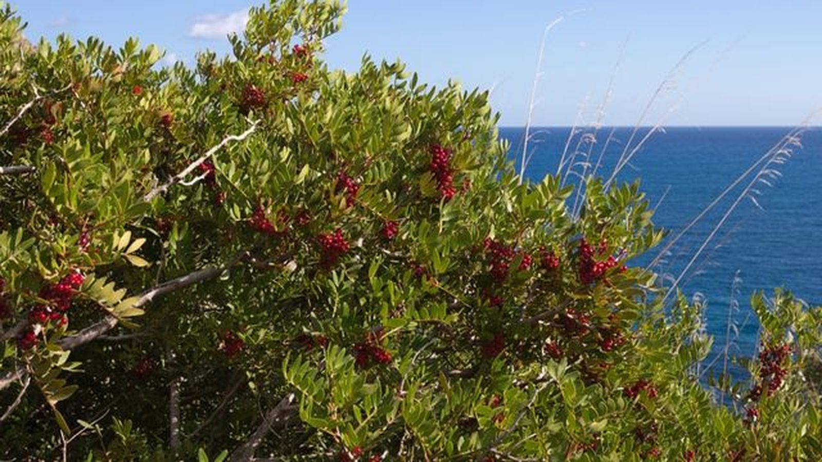 Pistacia lentiscus. Pistacia lentiscus.