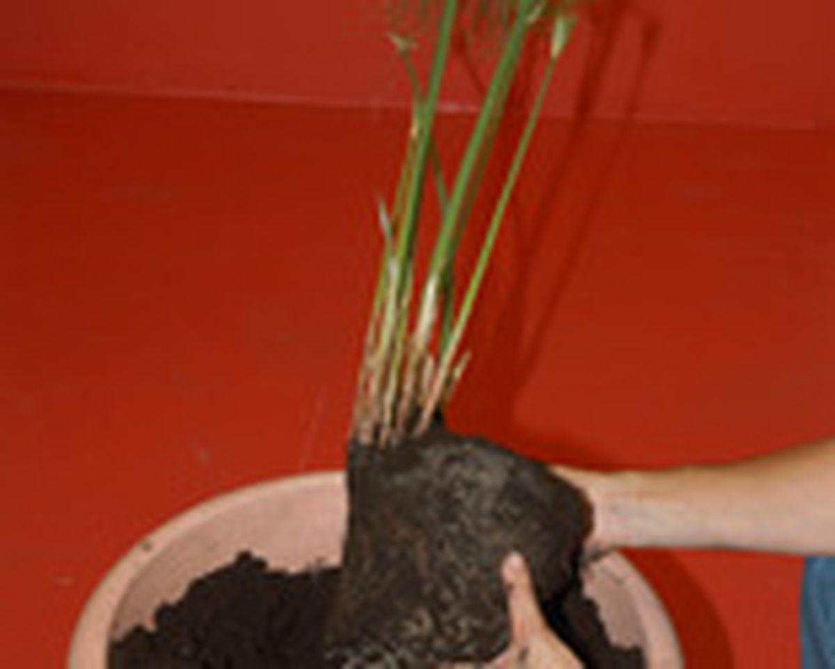 composicion papiro 1