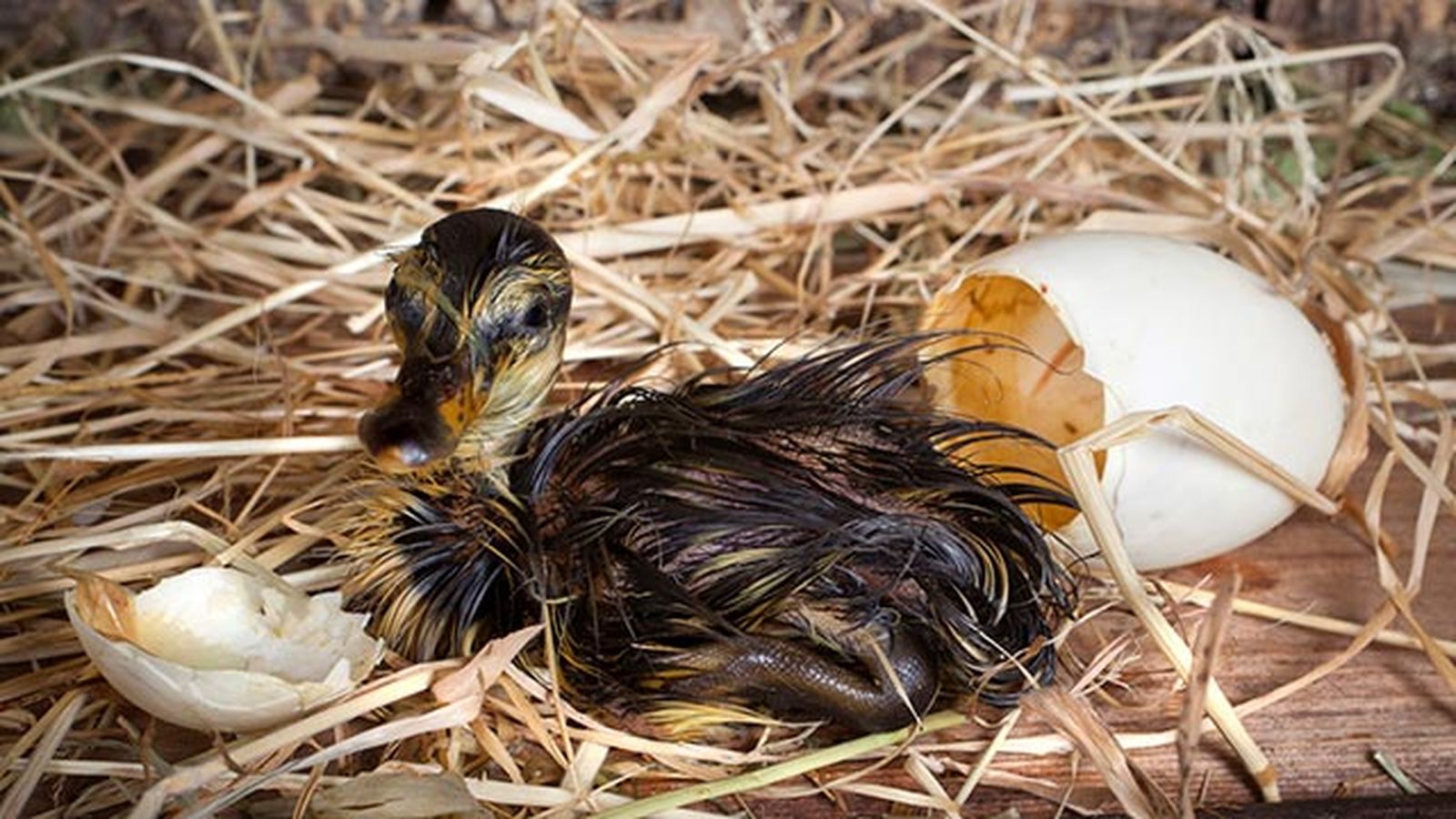 pato cria pato cria