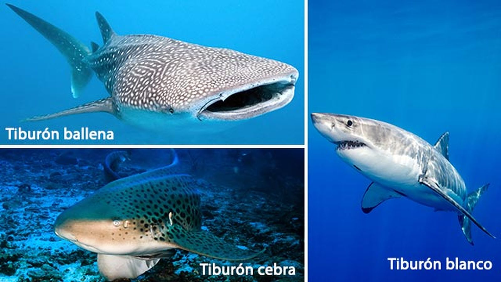 animales oceano peligro extincion tiburones animales oceano peligro extincion tiburones