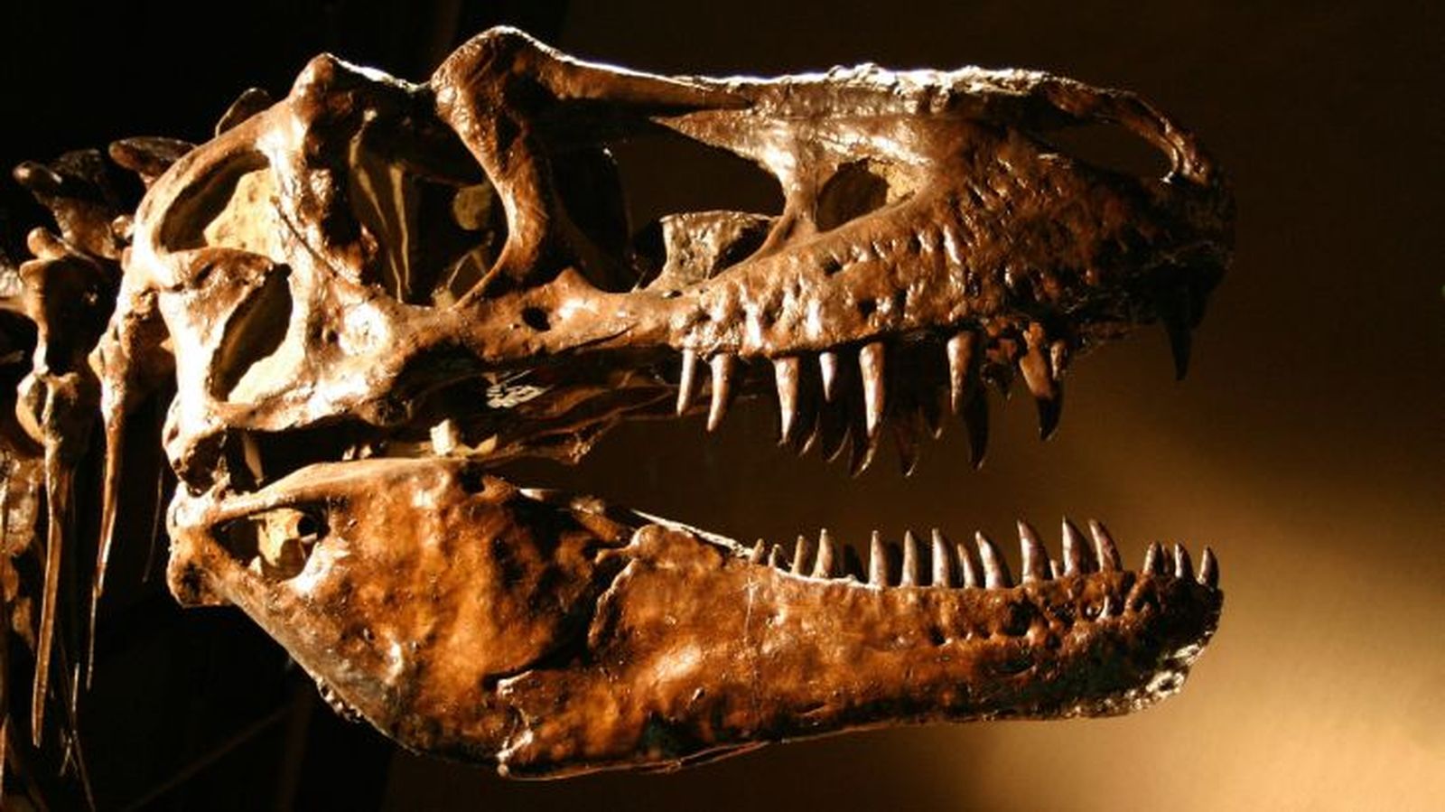 como eran los dinosaurios 2 como eran los dinosaurios 2