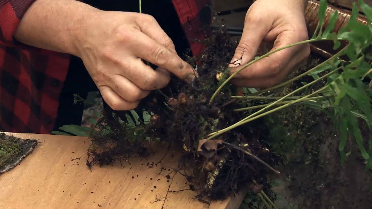 Deco 721 jardineria rizomas