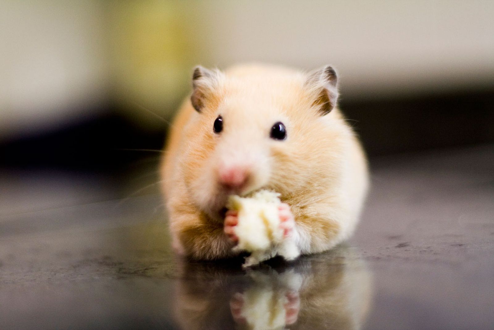 hamster orejas redondas