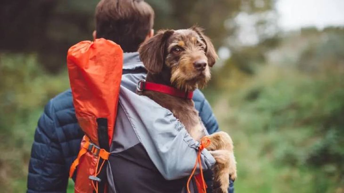 mochilas para perros (1)