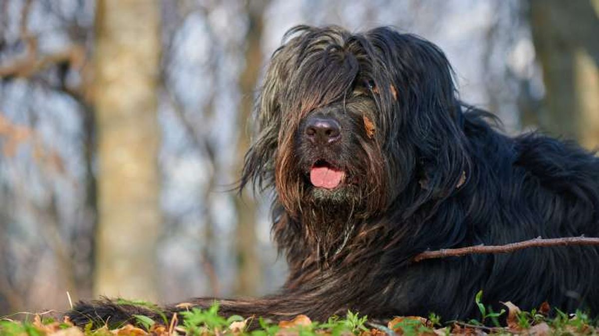 perro pastor de bergamo 10
