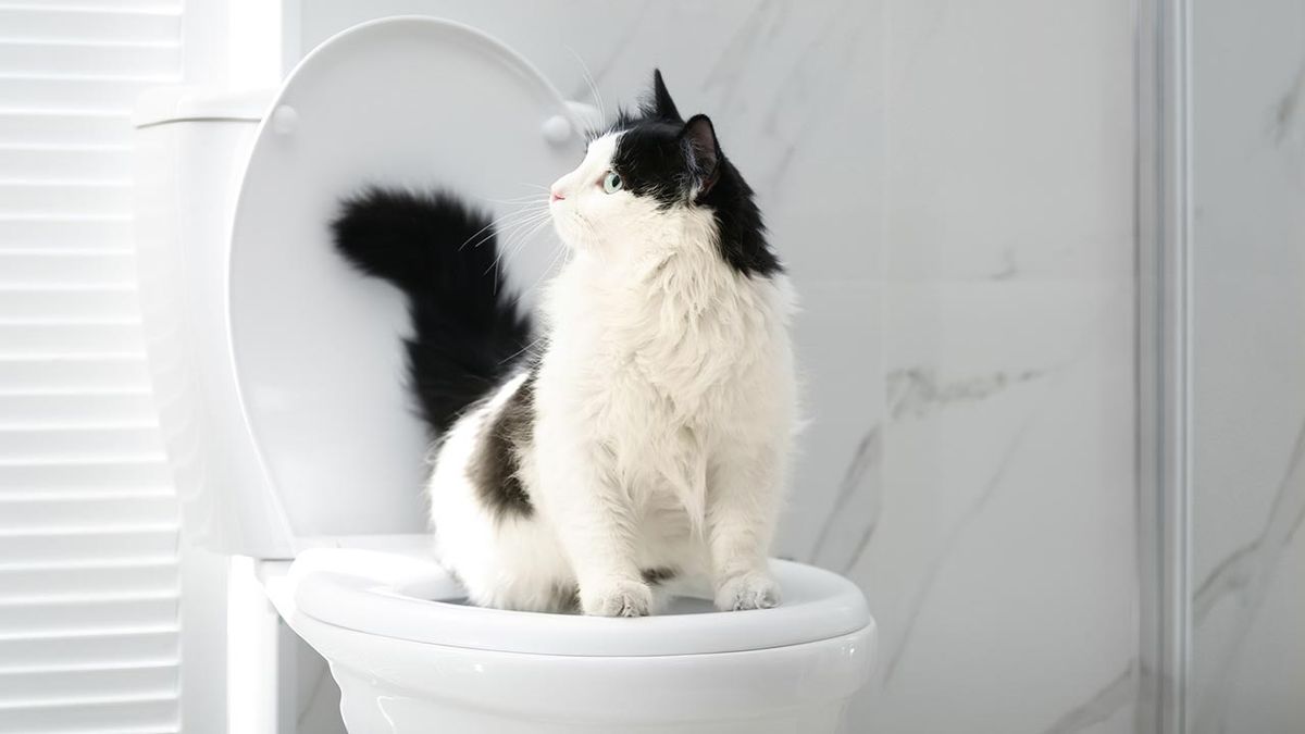 gato usar wc portada