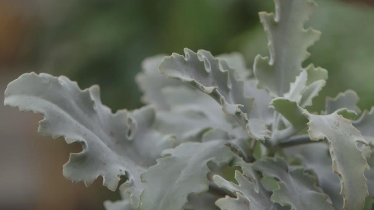 brico 1020 jardin kalanchoe beharensis nueva variedad