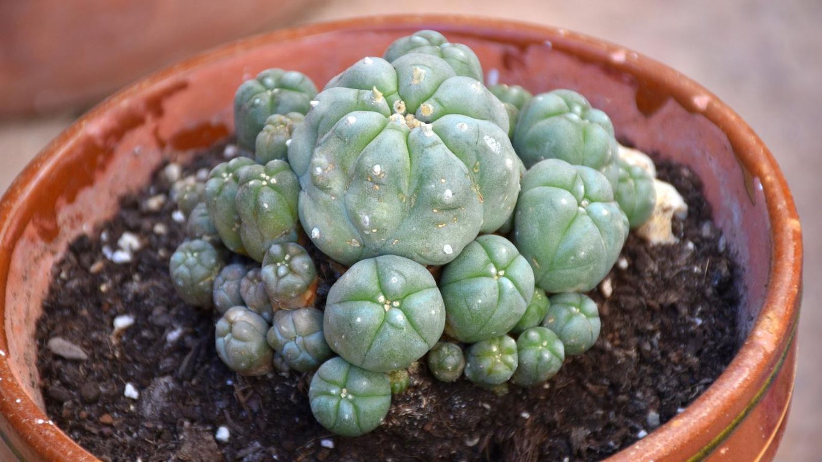 Peyote, un cactus sin espinas.