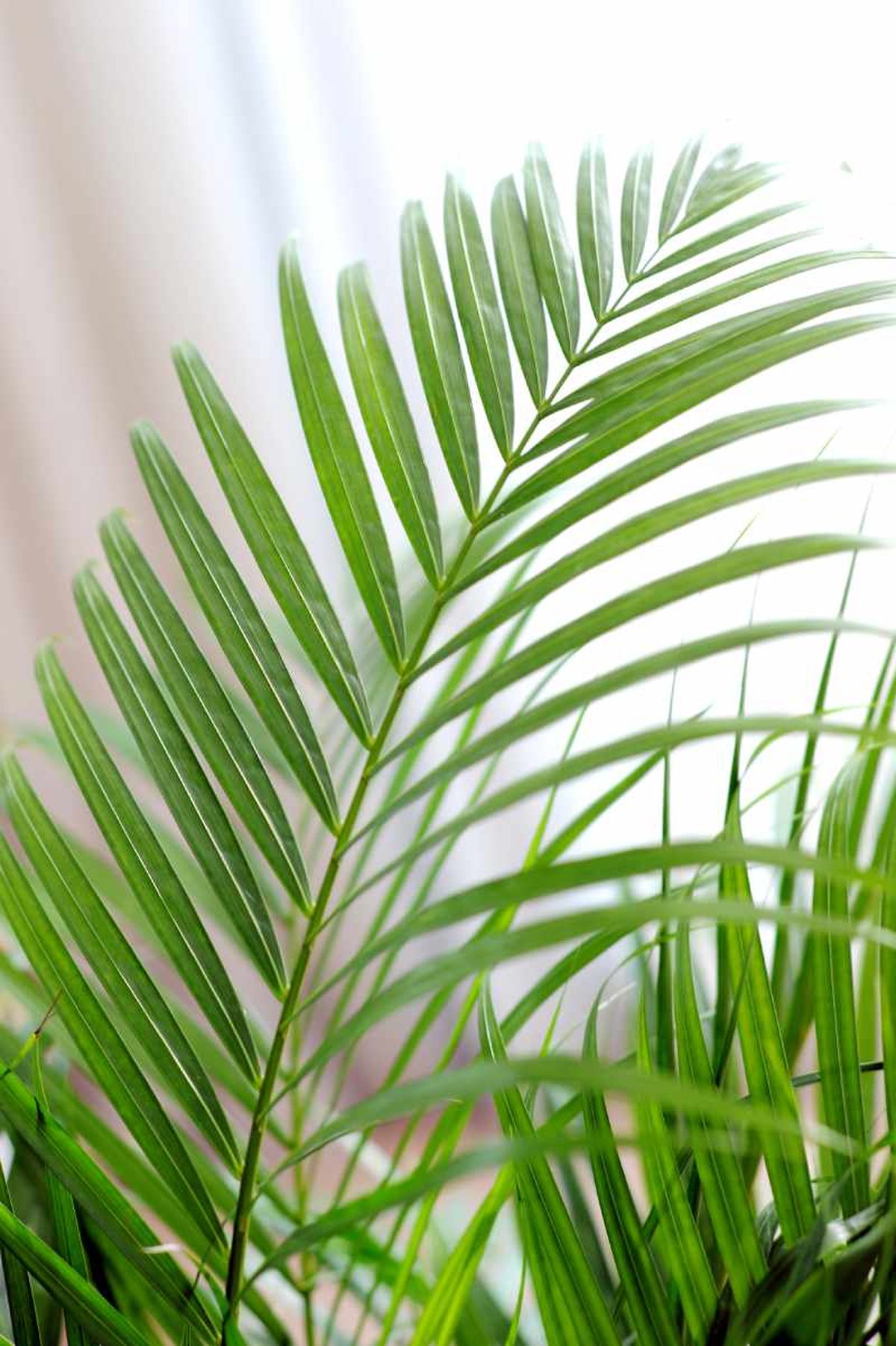 Hojas de la Dypsis lutescens.