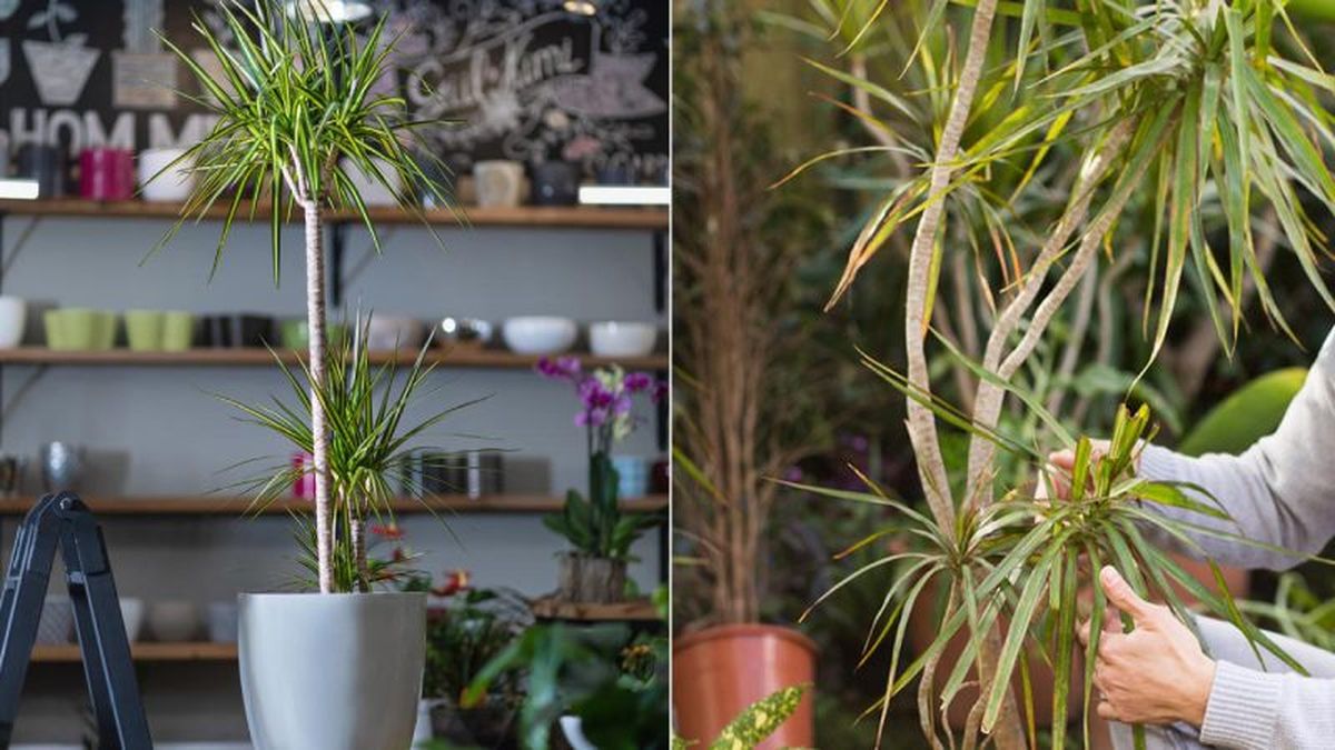 La Drácena marginata limpia el aire de tóxicos