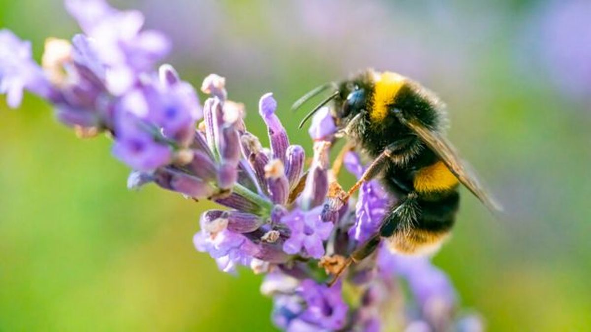 abejorro sobre flor de una lavanda