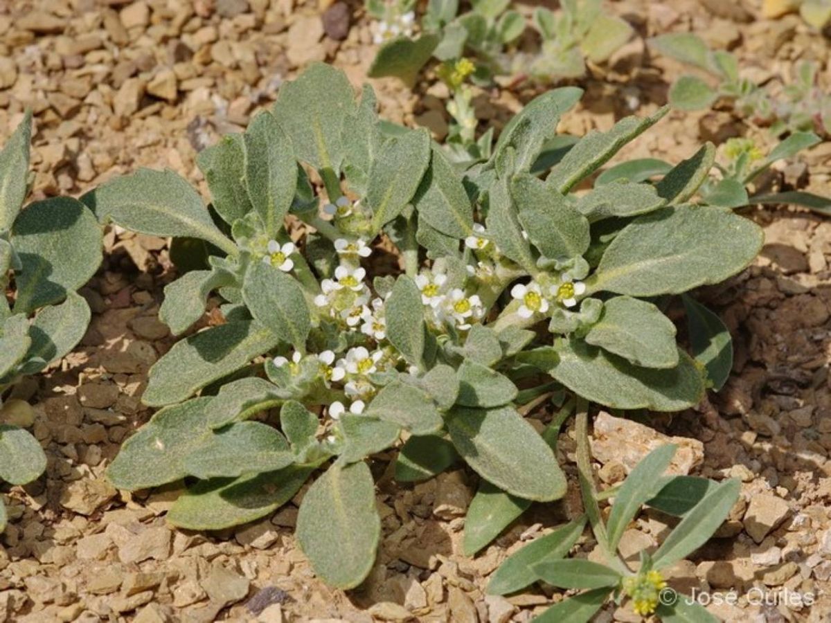 Verdadera rosa de Jericó (Anastatica hierochuntica). / Fuente: florasilvestre.es