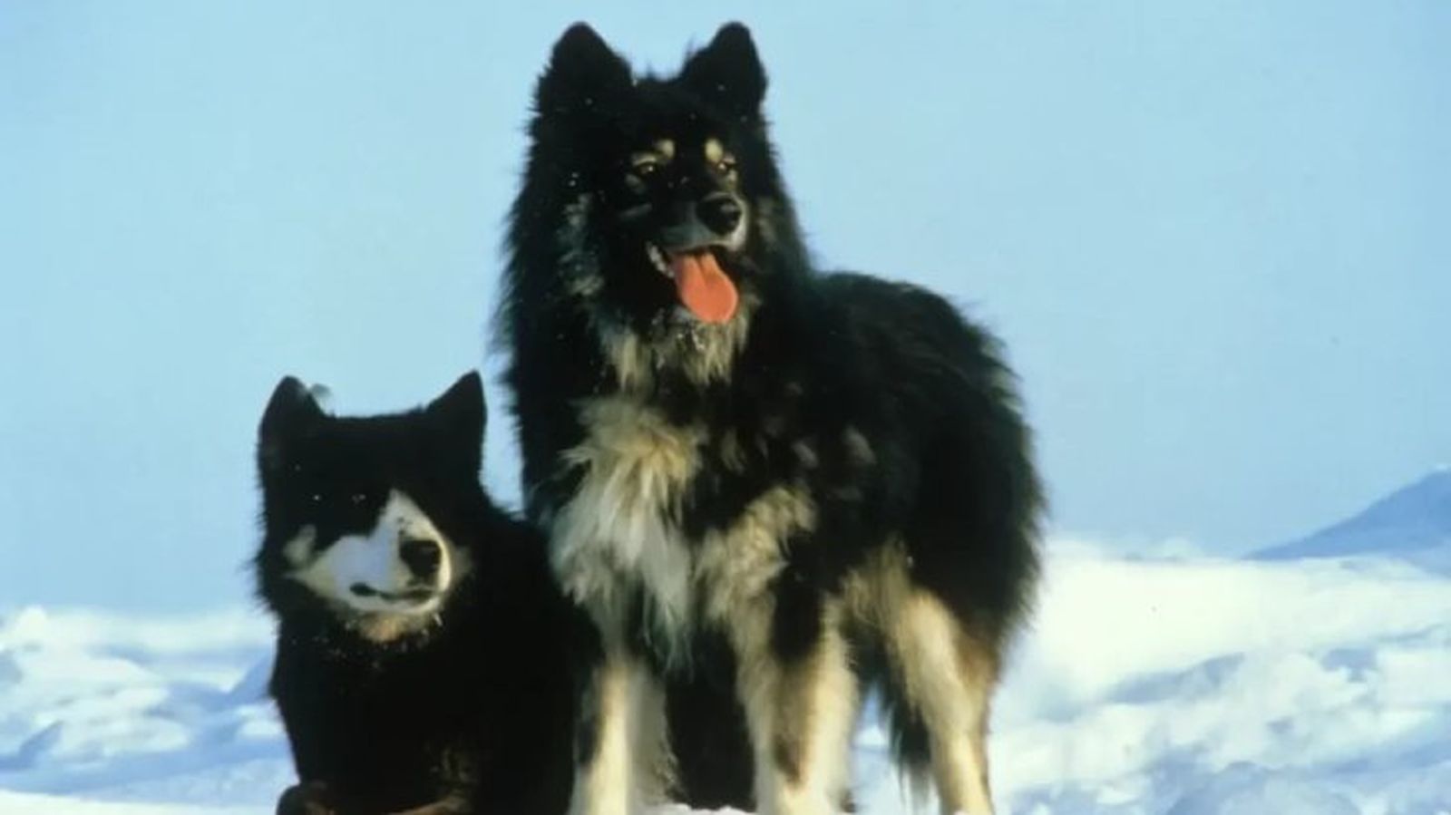 perros japoneses karafuto 14 perros japoneses karafuto 14