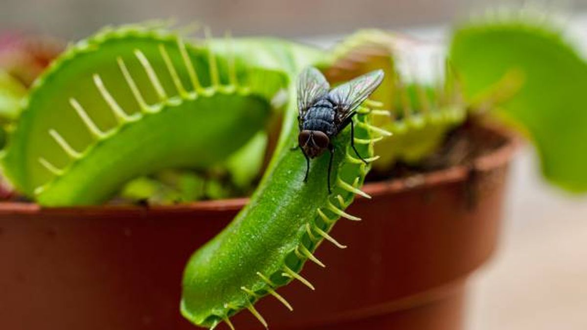 animales que empiezan por M mosca