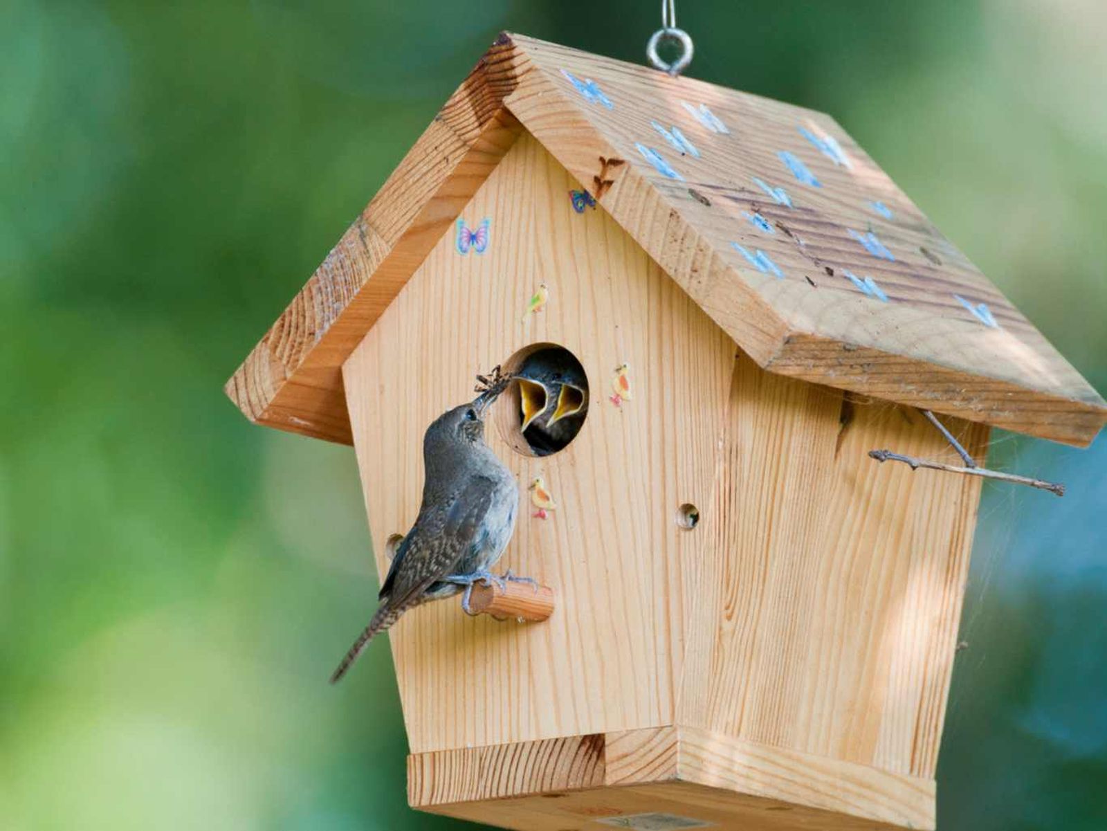 En verano, es más difícil para los pájaros y sus crías encontrar comida. En verano, es más difícil para los pájaros y sus crías encontrar comida.