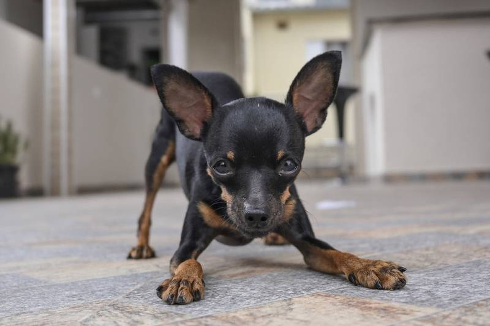 Desciende de los míticos Pinscher alemanes, perros de granja utilizados a la hora de caza roedores Desciende de los míticos Pinscher alemanes, perros de granja utilizados a la hora de caza roedores