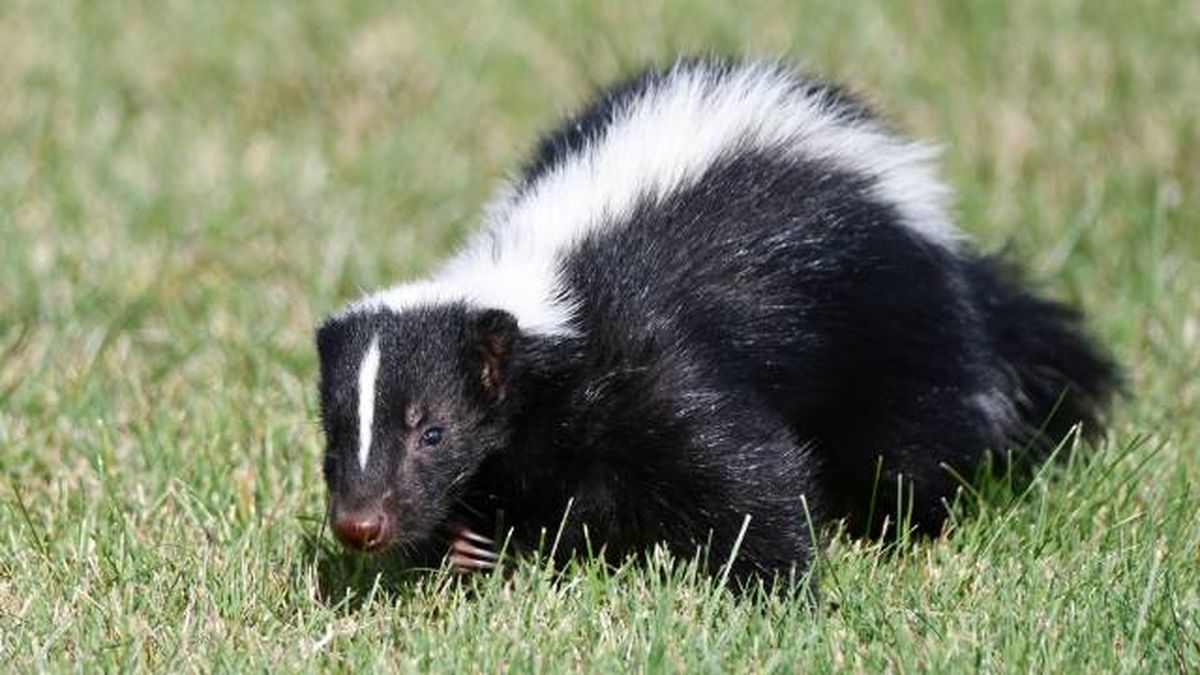 animales que empiezan por M mofeta