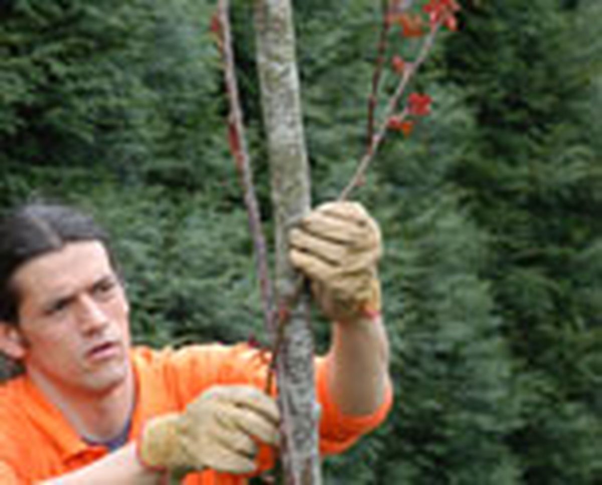 327 plant ros arb p06