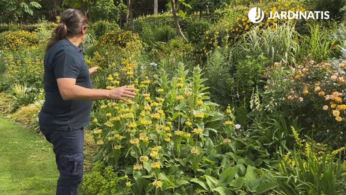 parterre phlomis russeliana lur garden jardinatis